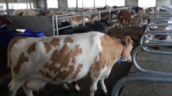 ТОВ Будівельно монтажне управління № 3, Сумська область, с.Тернівка 2